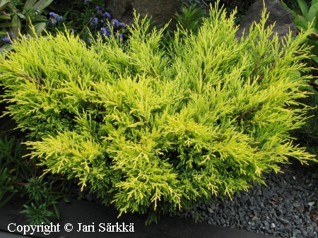 Juniperus horizontalis 'Lime Glow', keltalaakakataja